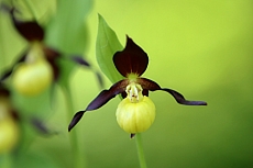 Střevíčník pantoflíček