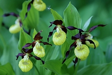 Střevíčník pantoflíček