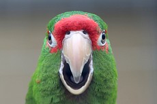 Papoušcí ZOO Bošovice