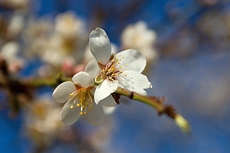 Mandloňový sad Hustopeče