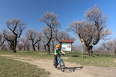 Mandloňový sad Hustopeče