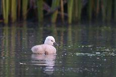 Labuťata na Srpku 2018