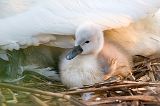 Labuťata na Srpku 2018