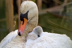 Labuťata na Srpku 2018