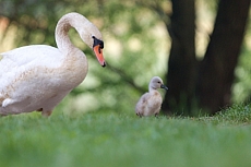 Labuťata na Srpku 2018