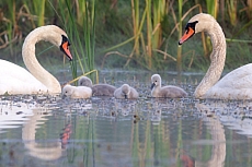 Labuťata na Srpku 2018
