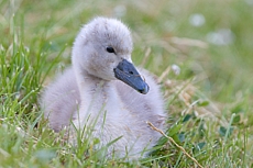 Labuťata na Srpku 2018