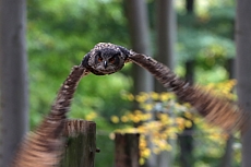 Leśny Park Niespodzianek