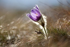 Malhostovická pecka