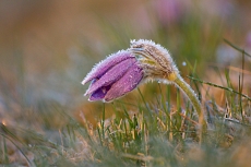 Koniklec Velkokvětý