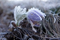 Malhostovická pecka