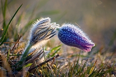 Malhostovická pecka - Koniklev velkokvětý