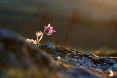 Malhostovická pecka