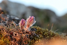 Malhostovická pecka