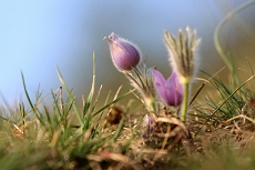 Malhostovická pecka