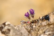 Malhostovická pecka