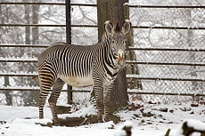 ZOO Brno